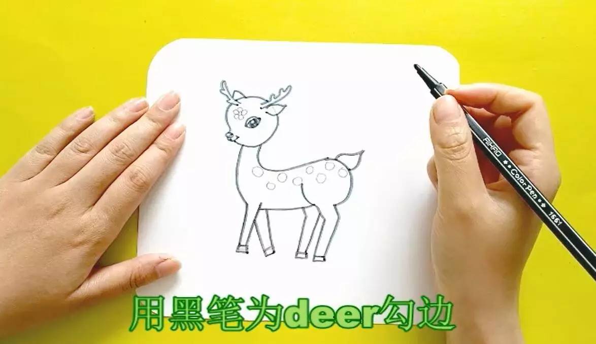 英语萌萌画梅花鹿deer