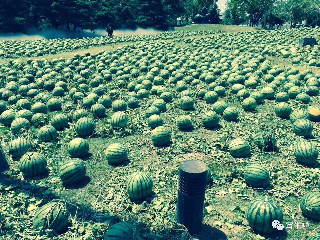 夏日原野上的追赶阅读答案_夏日原野上的追赶_夏日原野上的追赶原文