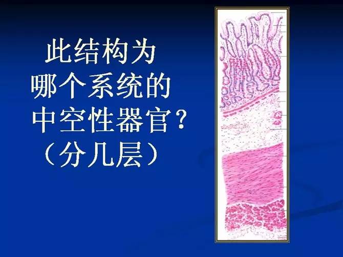 皮質左滑動查看答案單層柱狀上皮左滑動查看答案毛細血管左滑動查看