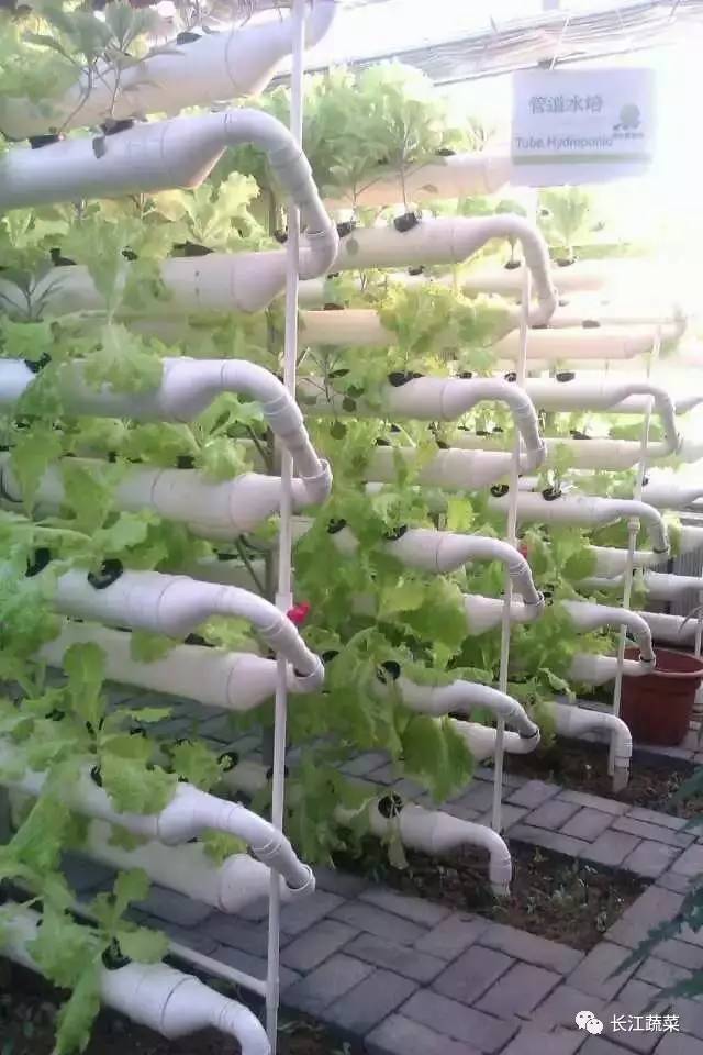 立体水培蔬菜怎样种植图片