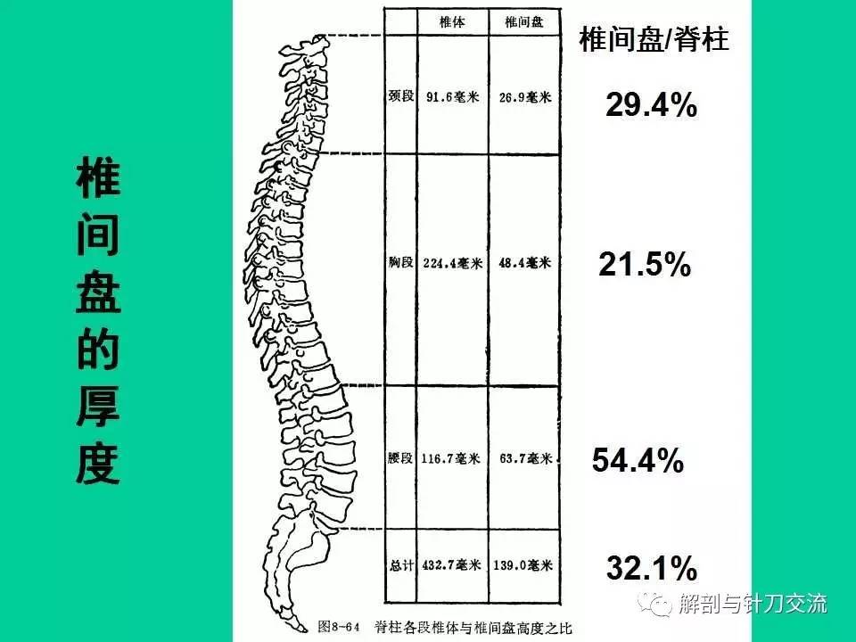 腰椎基本結構視頻