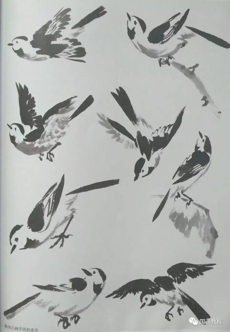 国画小鸟的画法与步骤图片
