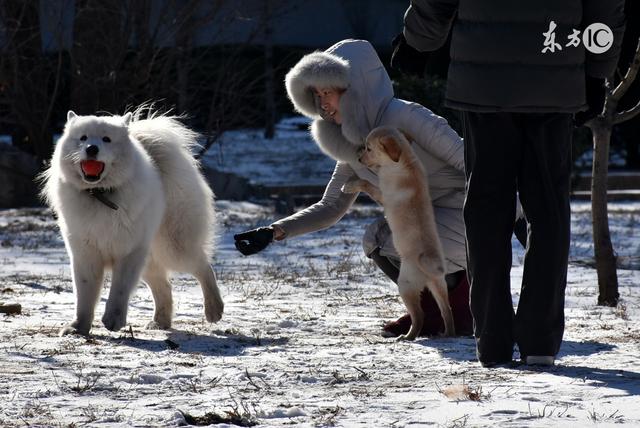 小型犬可活十五年 可为什么大型犬只有八年寿命