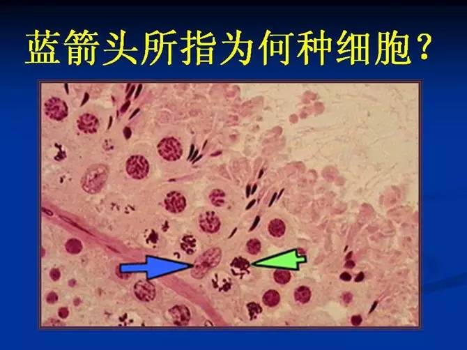 泡左滑動查看答案卵丘左滑動查看答案次級卵泡左滑動查看答案原始卵泡