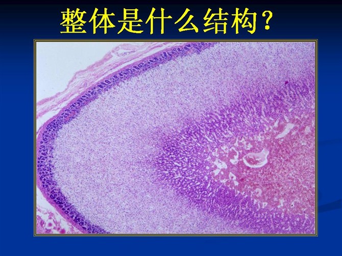 肾上腺组胚图图片