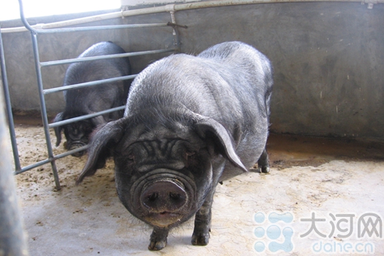 中国最贵的猪图片