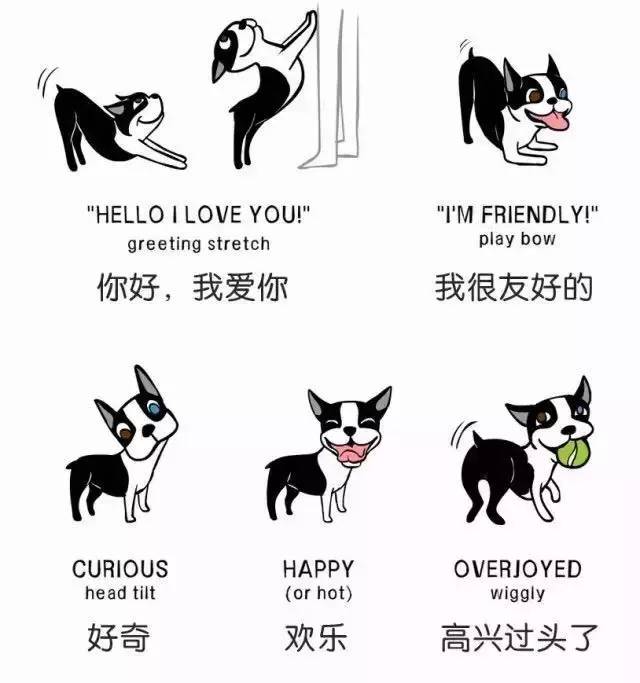 手绘漫画教你看懂狗狗语言