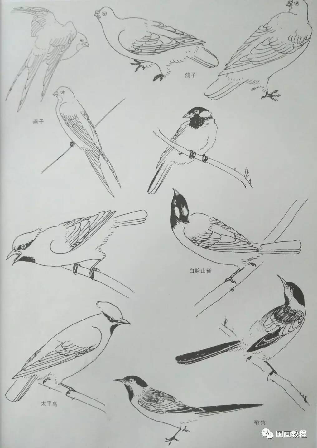 简单画鸟的方法图片