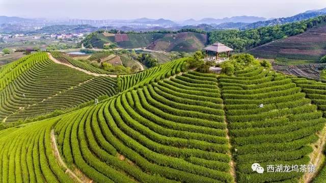 航拍龍塢茶鎮你不曾見過的茶園美景