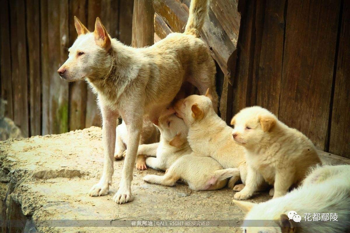 有人家却养了一大群狗!