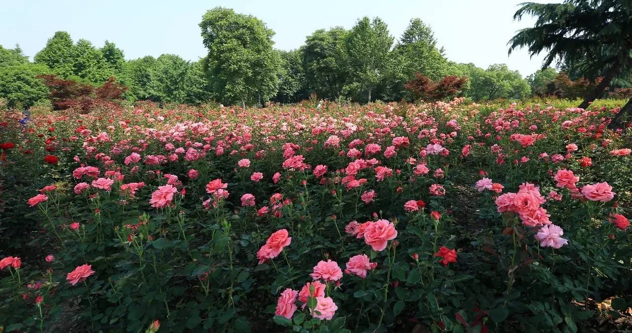 约吧!杭州花圃月季花海正花开满园