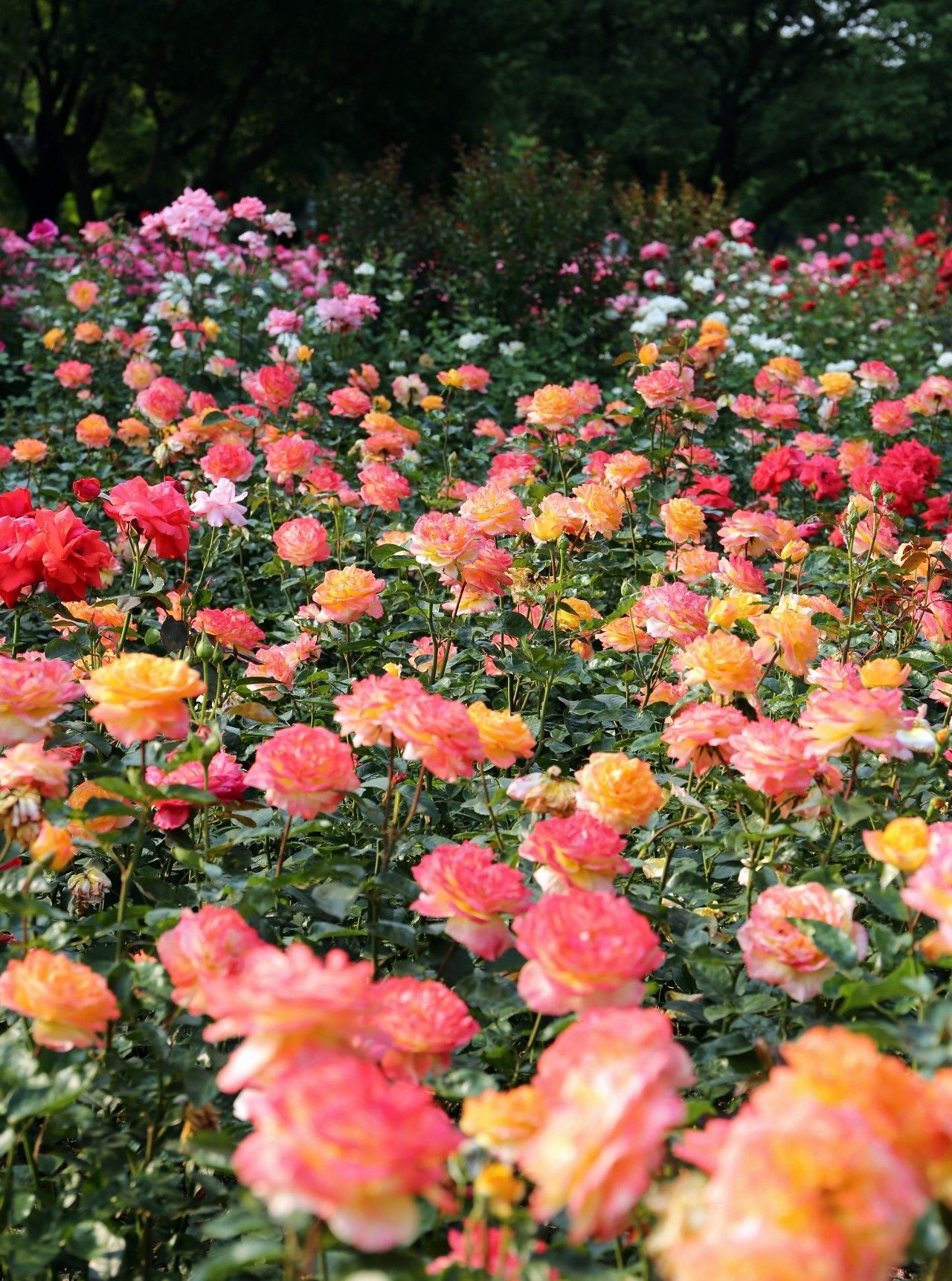 约吧!杭州花圃月季花海正花开满园