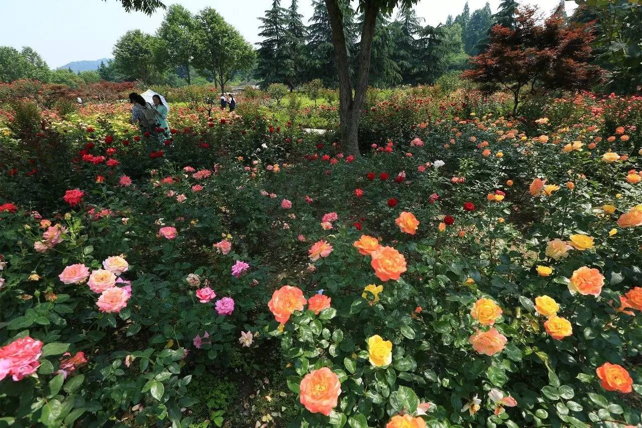 約吧!杭州花圃月季花海正花開滿園