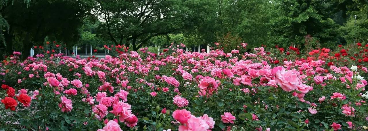 约吧!杭州花圃月季花海正花开满园