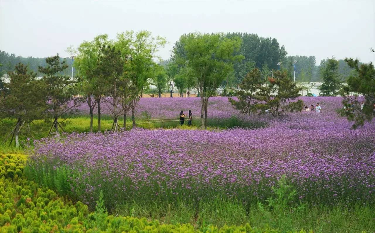 大美周口沙颍河畔新建一个后花园周末又有地儿耍啦