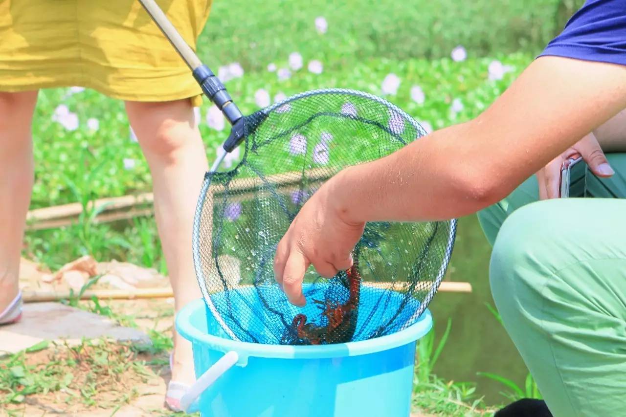 三台目前只有这么一家钓虾的地方六月一到就又肥又大