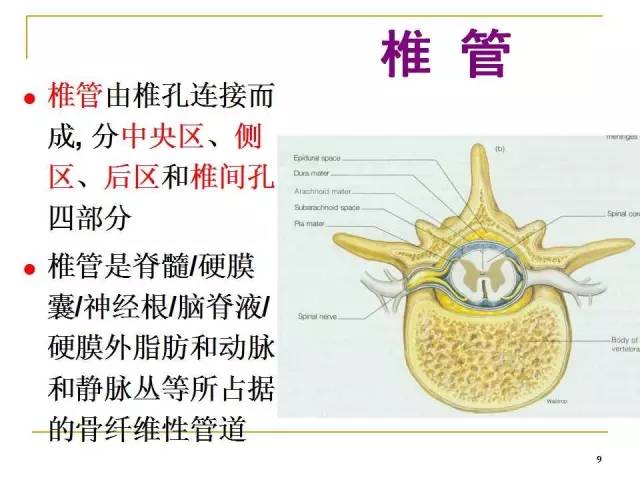 椎管与椎间孔图片