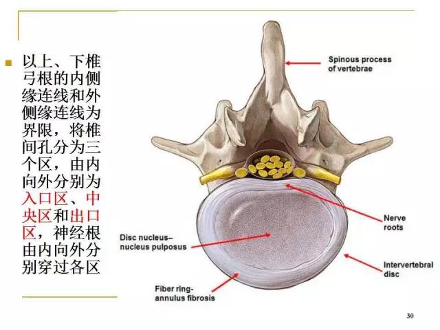 腰椎间孔的解剖与临床