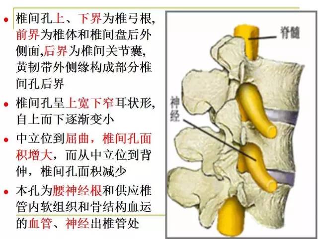 椎间孔内外口解剖图图片