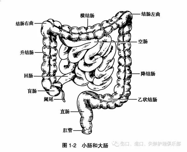 人体肠子解剖图图片