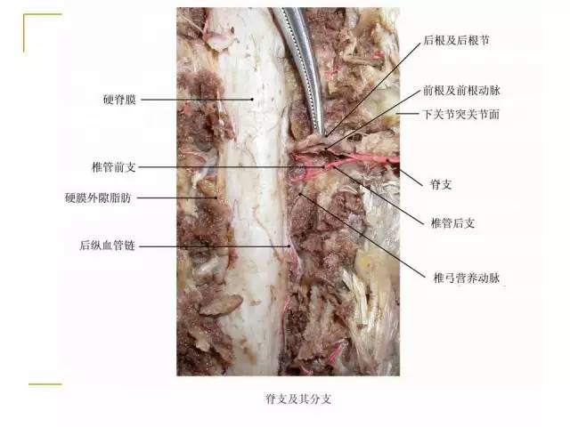 腰椎間孔的解剖與臨床