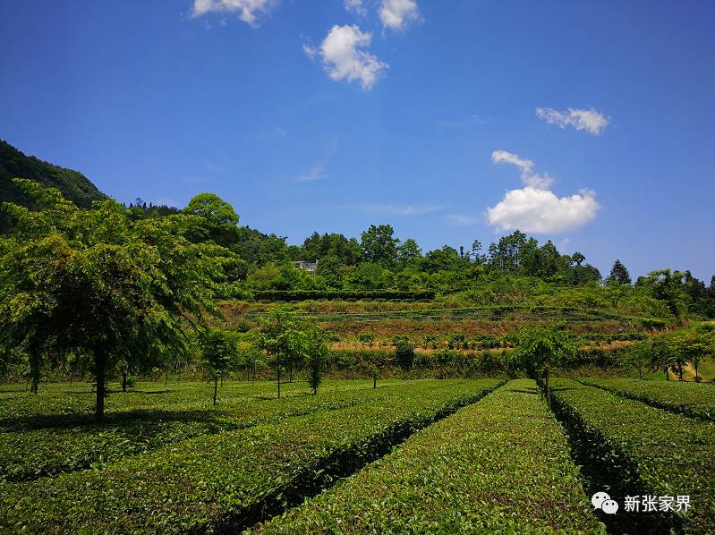 張家界桑植縣八大公山鎮優質茶產業基地山東省瀛寶石油裝備集團董事長