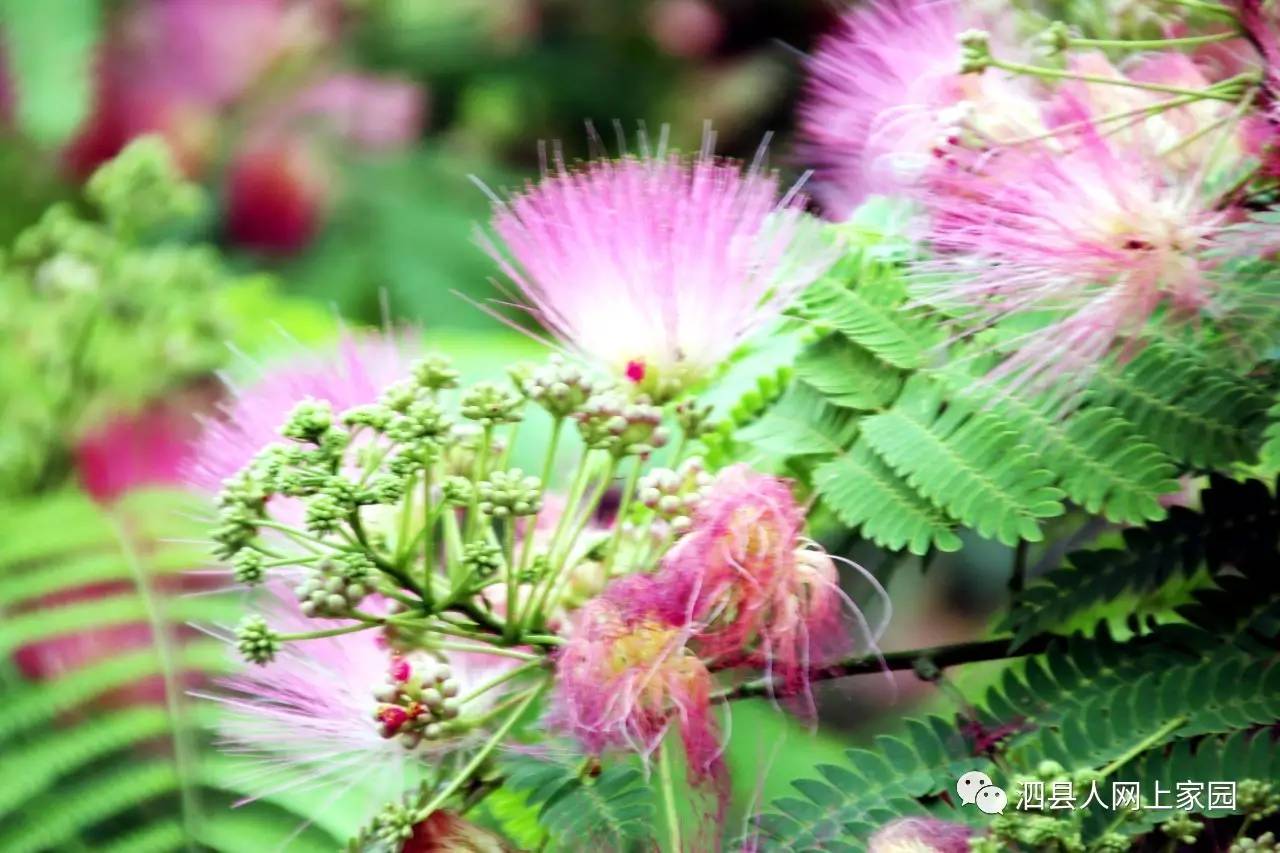 带你看看泗城最美最吉祥的花绒花美