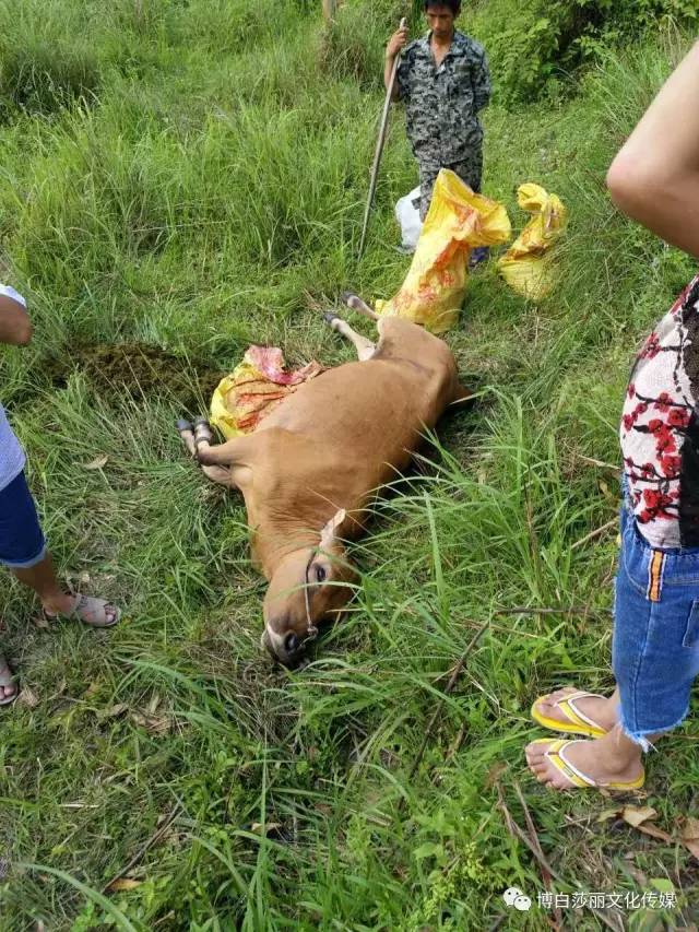 博白东平居然晒死了一头大黄牛