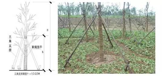树木三角支撑的搭法图片