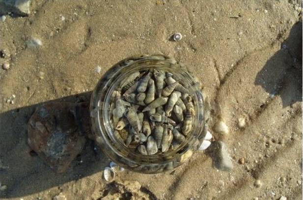 莱州虎头崖挖蛤蜊地点图片