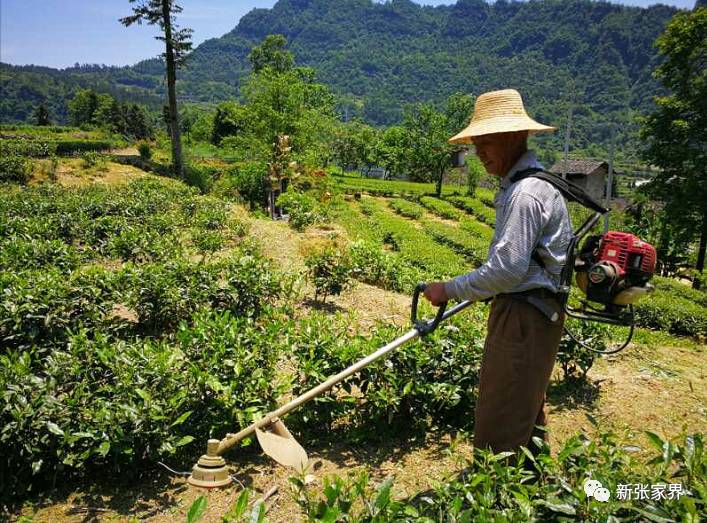 桑植县八大公山镇优质茶产业基地的机械除草