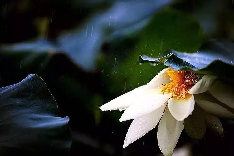 芒种 梅子黄,时雨