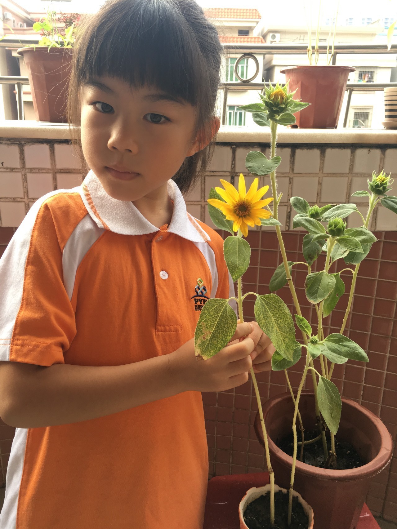 向日葵陸續開花囉一