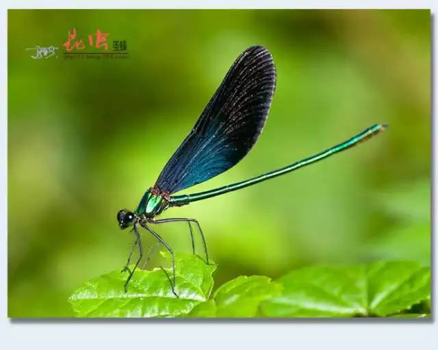 世界上最稀有的蜻蜓图片