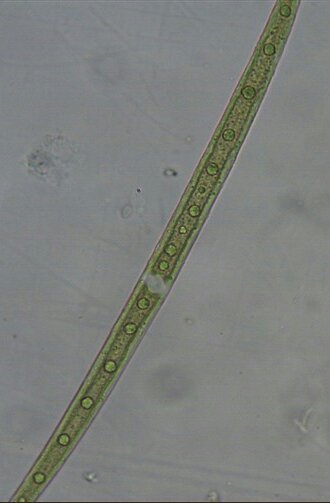 扁裸藻图片