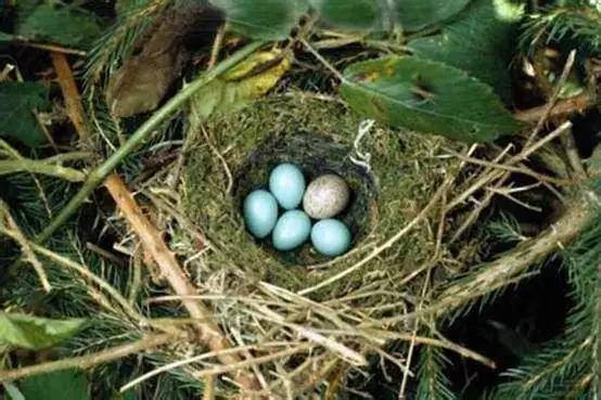 杜鹃鸟不会自己孵蛋,而是把自己的蛋寄托给其他鸟类,代为孵化和养育