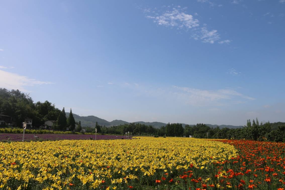 来爱情谷,赏花正当时