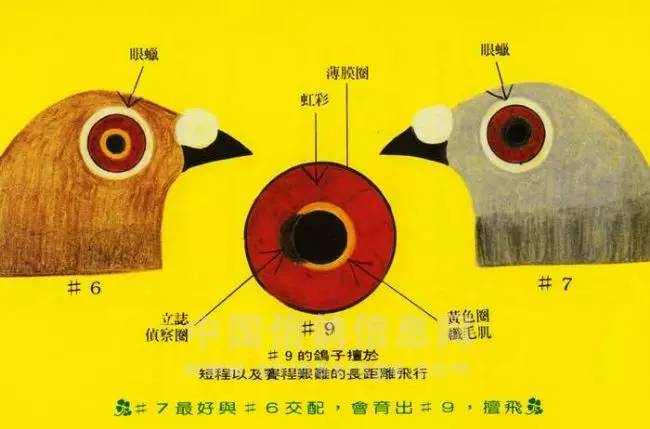 鸽眼育种区明显的图解图片