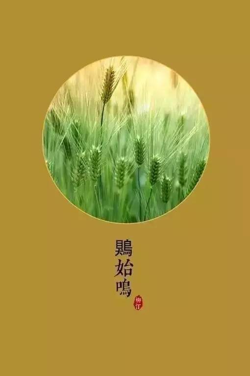 【芒种三候:反舌无声】