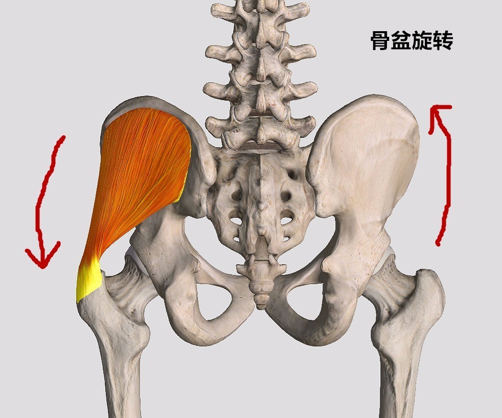 以大腿骨股骨為參照,一側臀中肌收縮而另一側無力時可引發骨盆旋轉