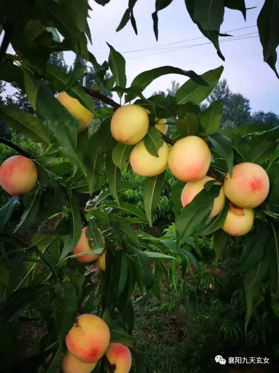 花果山仙桃採摘優惠大放送猴哥請你來吃桃