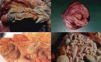 慢性猪瘟结肠病变图图片