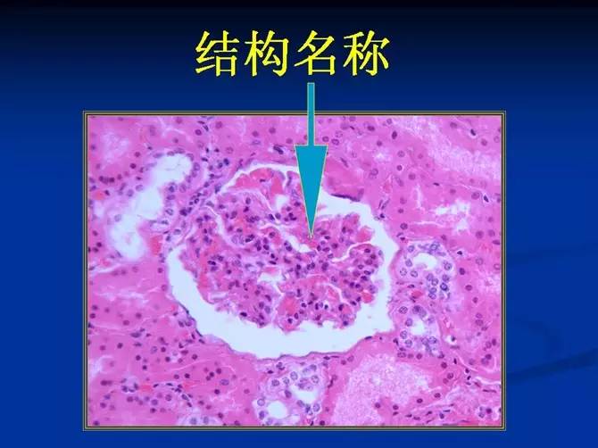 致密斑向左滑动查看答案睾丸向左滑动查看答案初级卵泡向左滑动查看