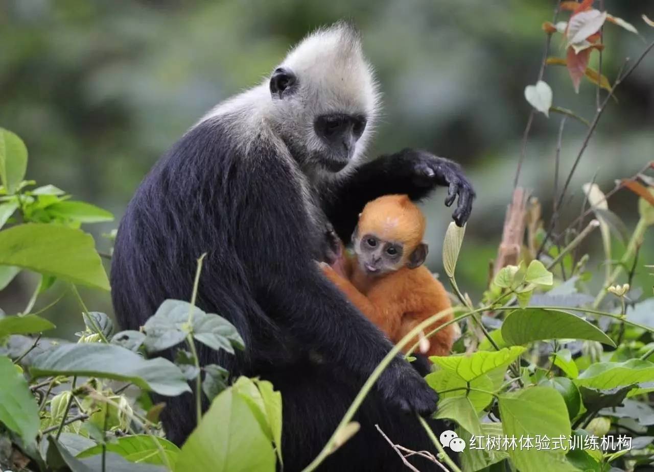 其中,白頭葉猴是中國特有珍貴瀕危動物.