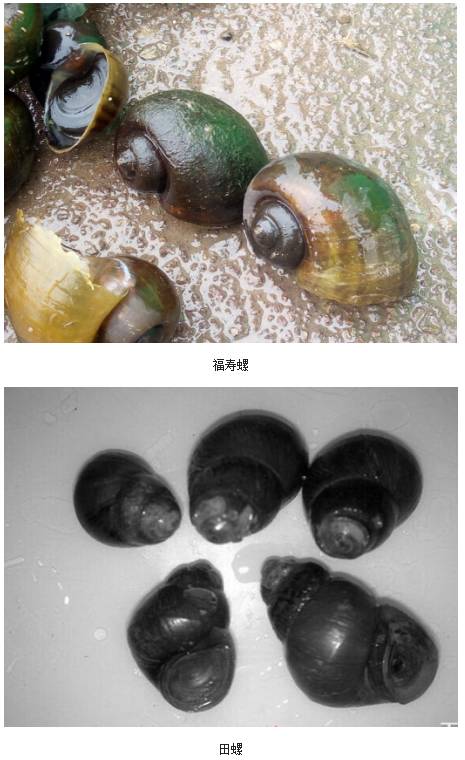 田螺卵孵化过程图片