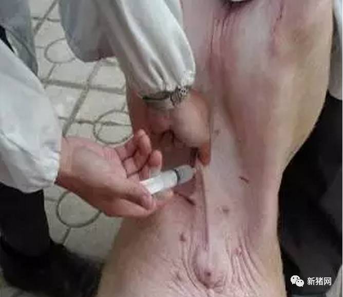 猪生血素注射部位图图片