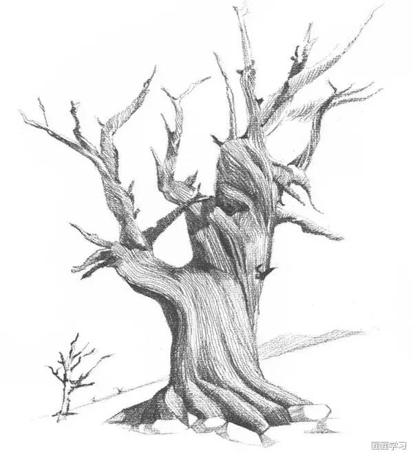 继续画出枯树的小枝干,注意枝干的前后表现枯树树枝4