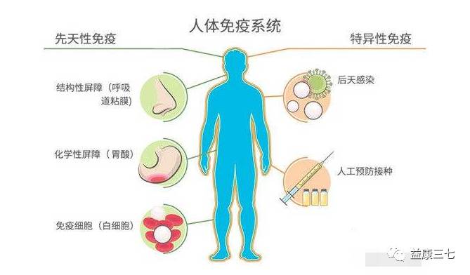 當三七的活性物質進入人體和血液後,當正常的免疫功能遭到破壞時,能