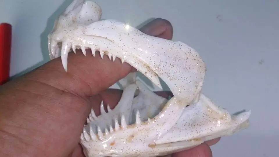 红魔王巨型牙鱼图片