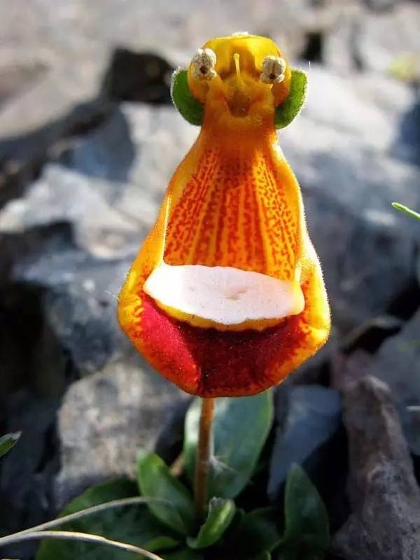 奇怪的植物 花卉图片